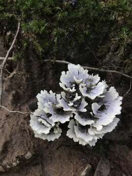 Image of Cotylidia diaphana (Cooke) Lentz 1955