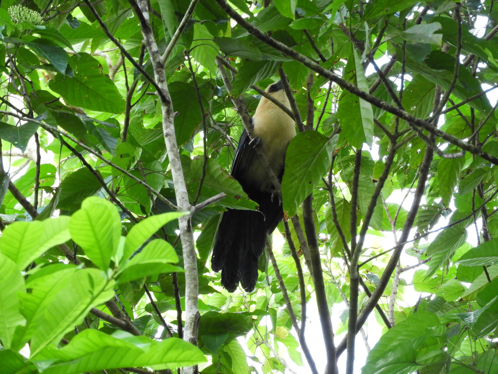 Image of Buff-headed Coucal