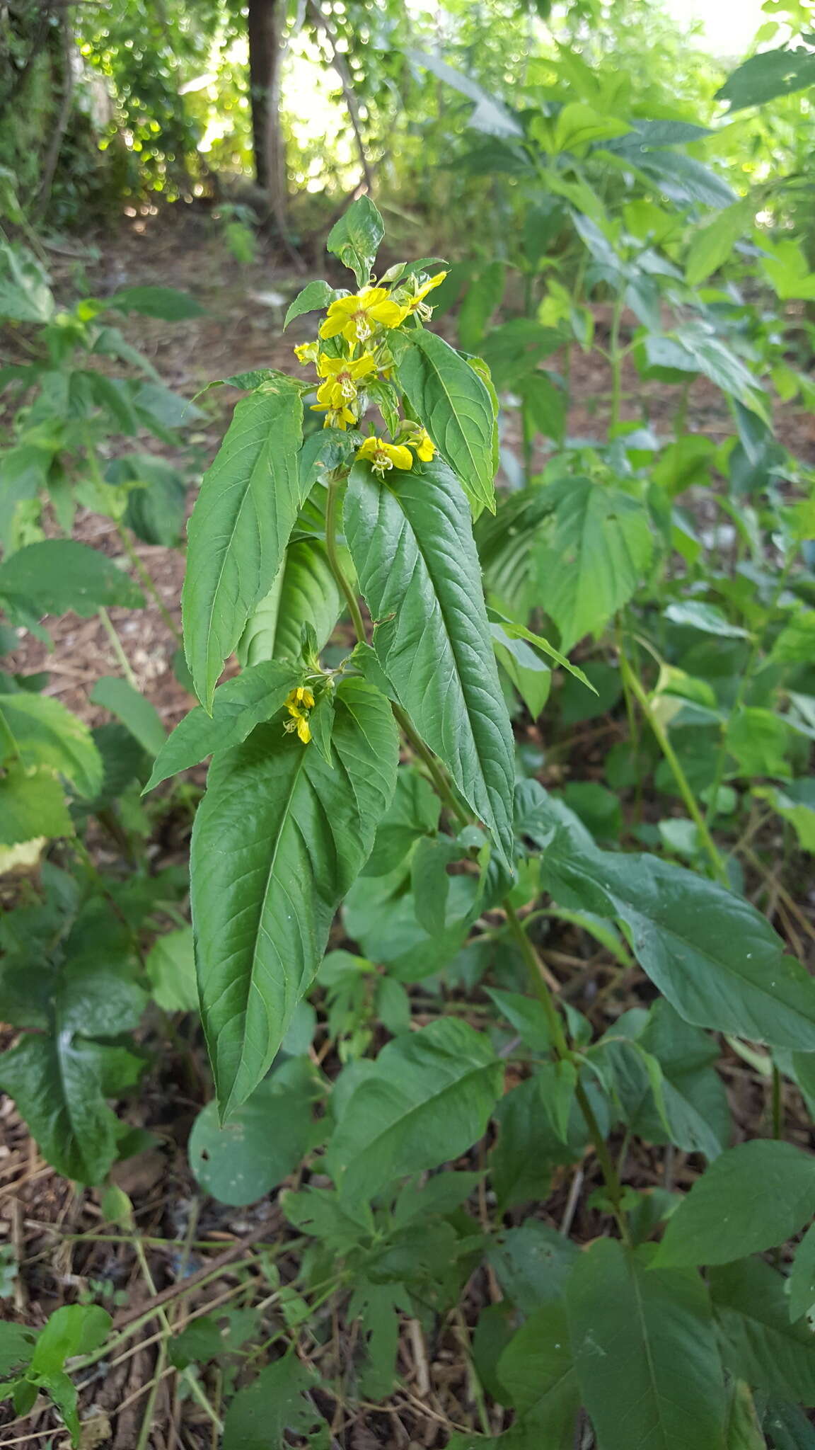 Image of fringed loosestrife