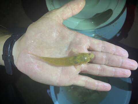 Image of Brown goby