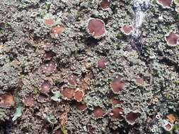 Image of bowl lichen