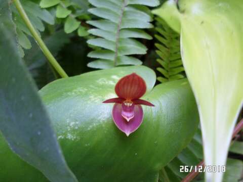 Imagem de Pleurothallis cardiothallis Rchb. fil.