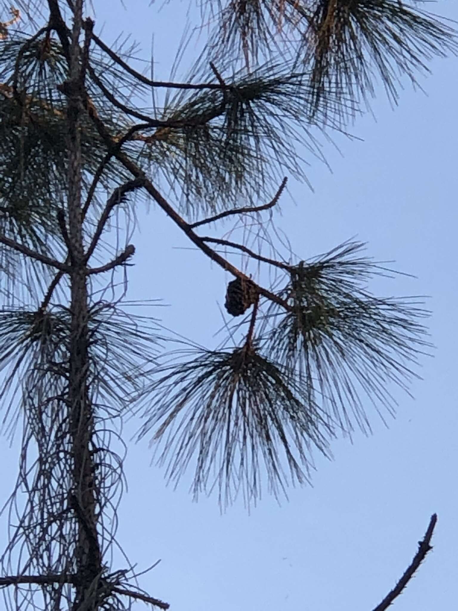 Image of south florida slash pine