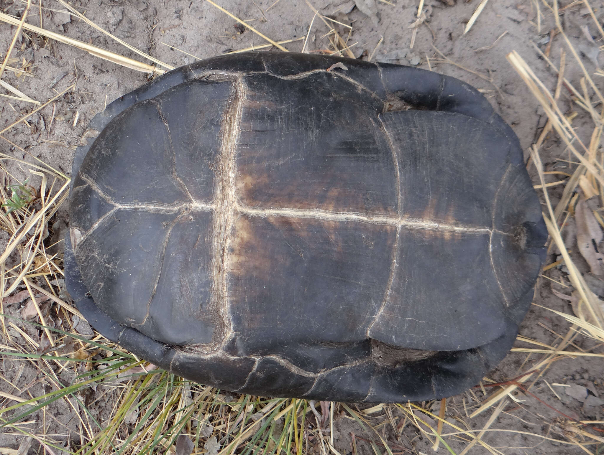 Image of Okavango Mud Turtle