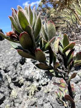 Imagem de Gaylussacia buxifolia Kunth