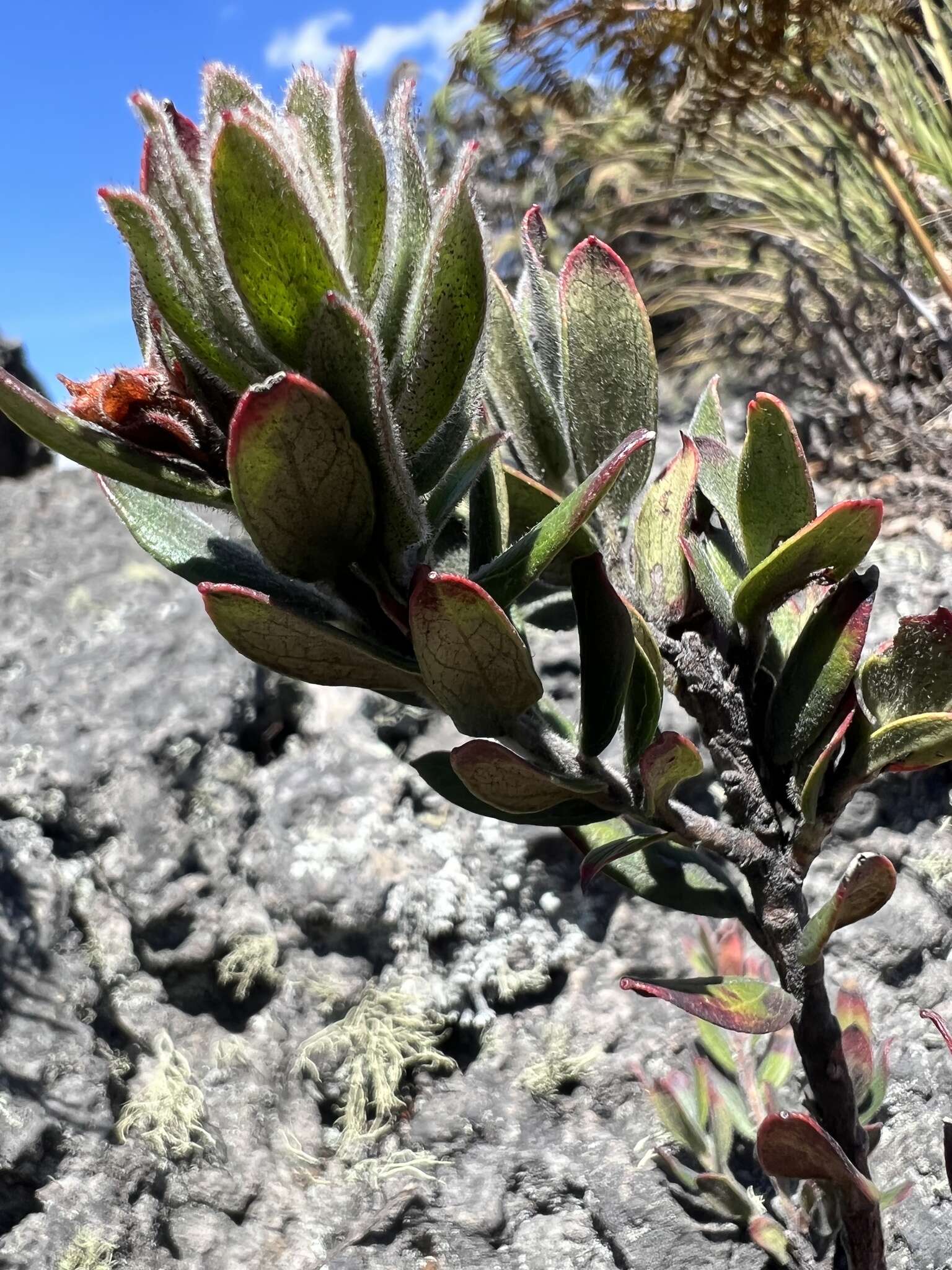 Imagem de Gaylussacia buxifolia Kunth