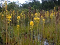 Image of yellow asphodel