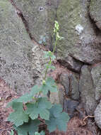 Aconitum longecassidatum Nakai的圖片