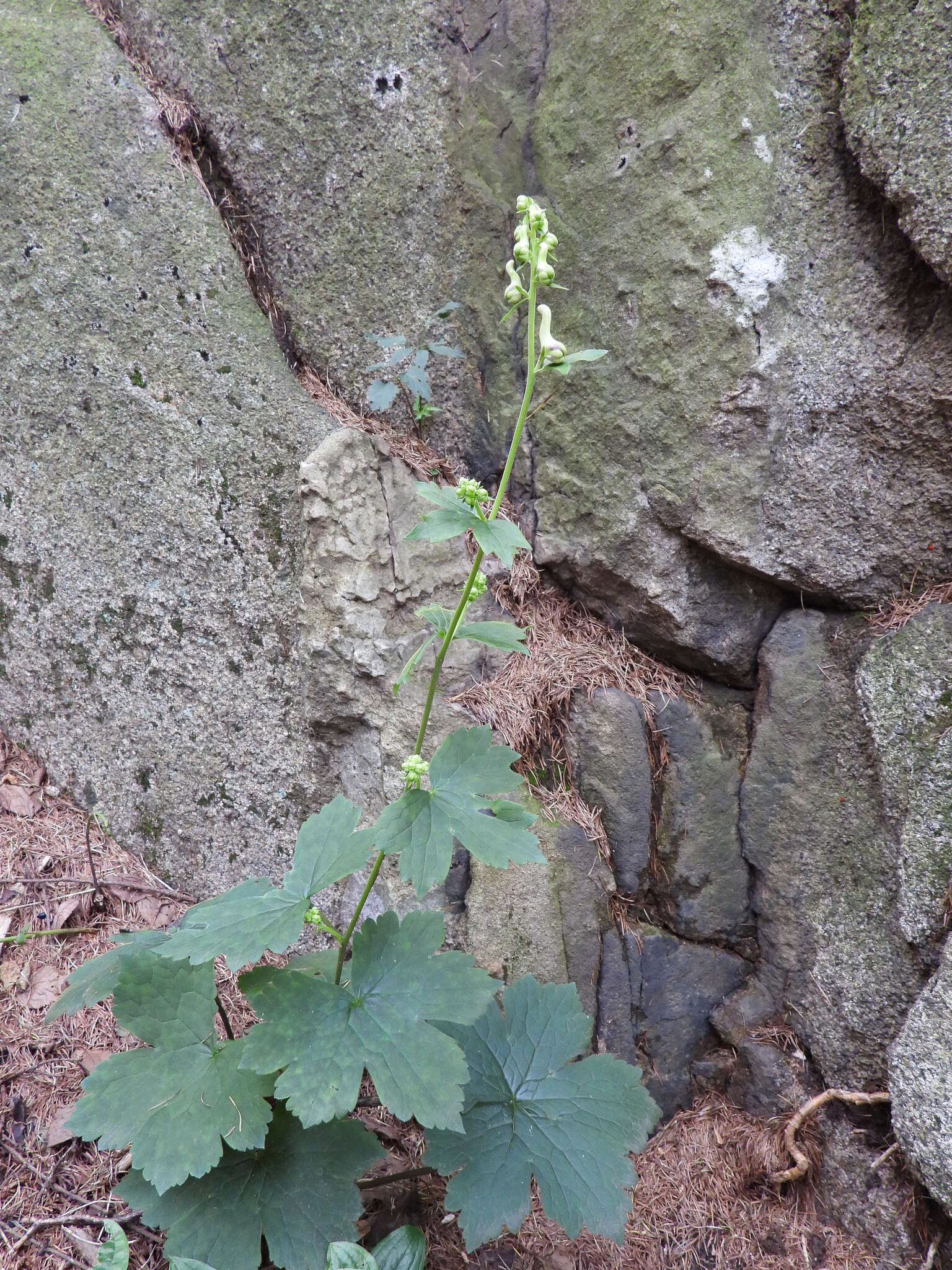 Imagem de Aconitum longecassidatum Nakai