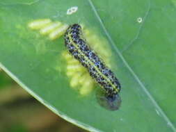 Image of Cotesia glomerata bracovirus
