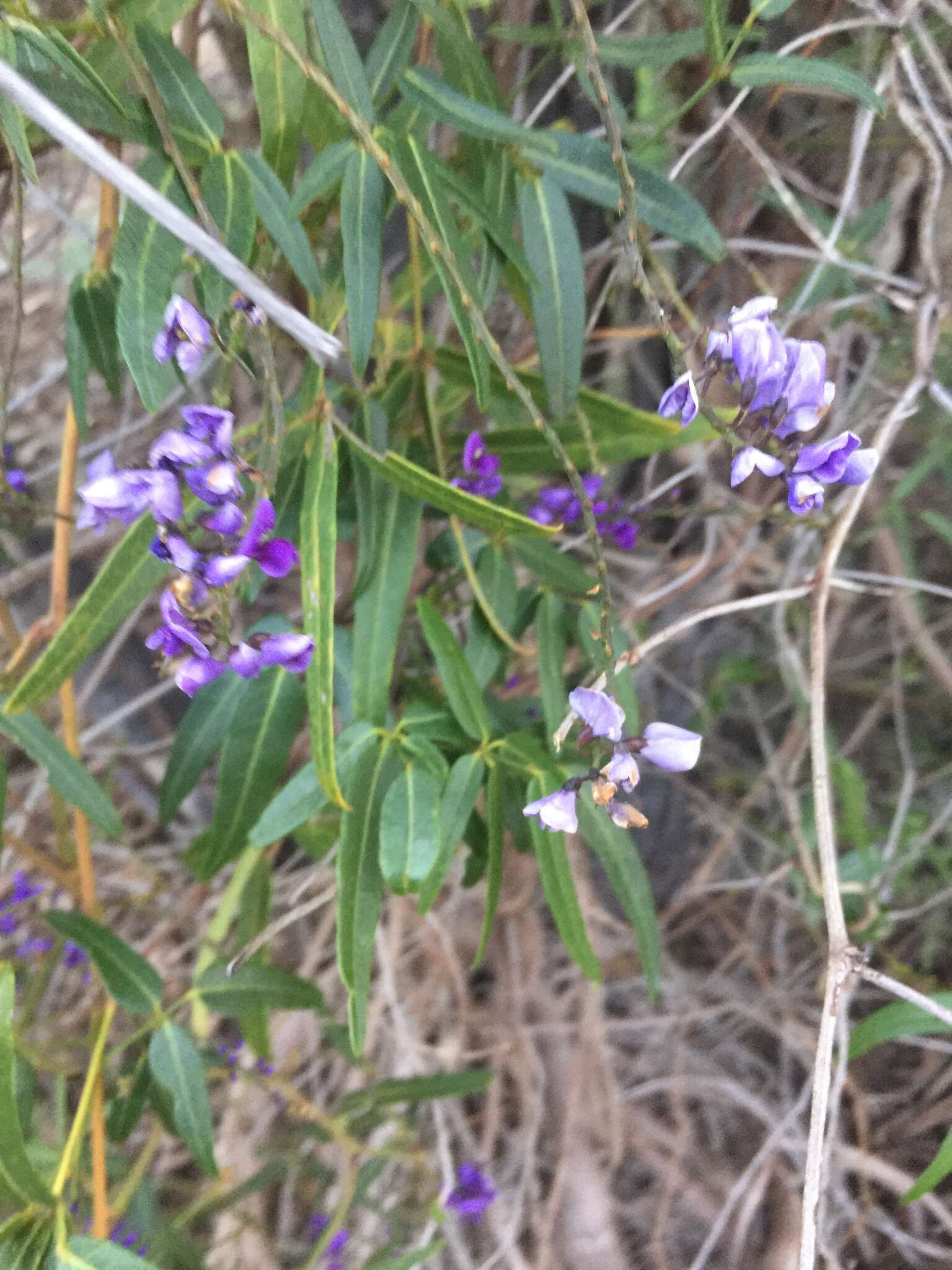 Image of Australian lilac vine