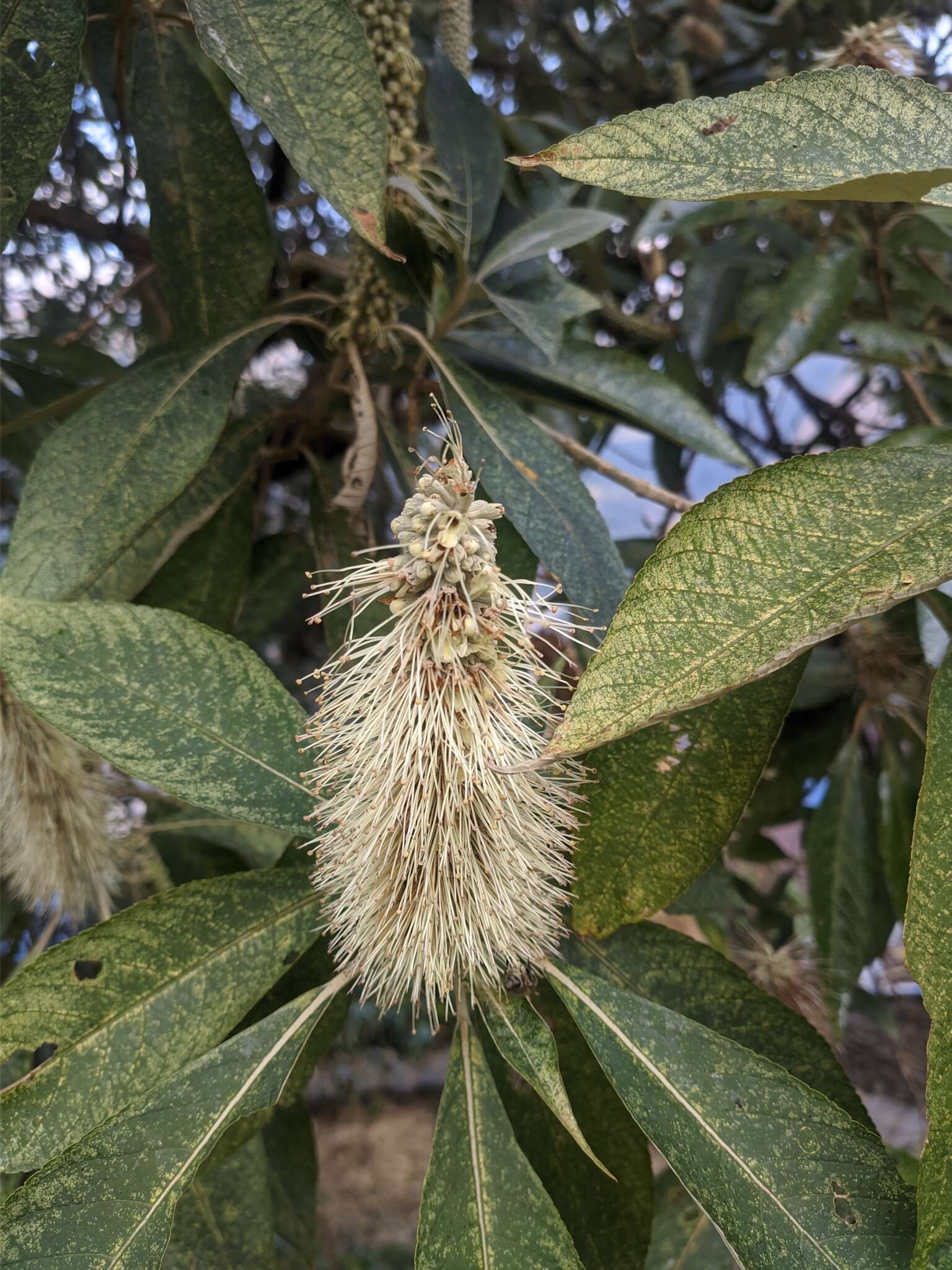 Image of Leucosceptrum canum Sm.