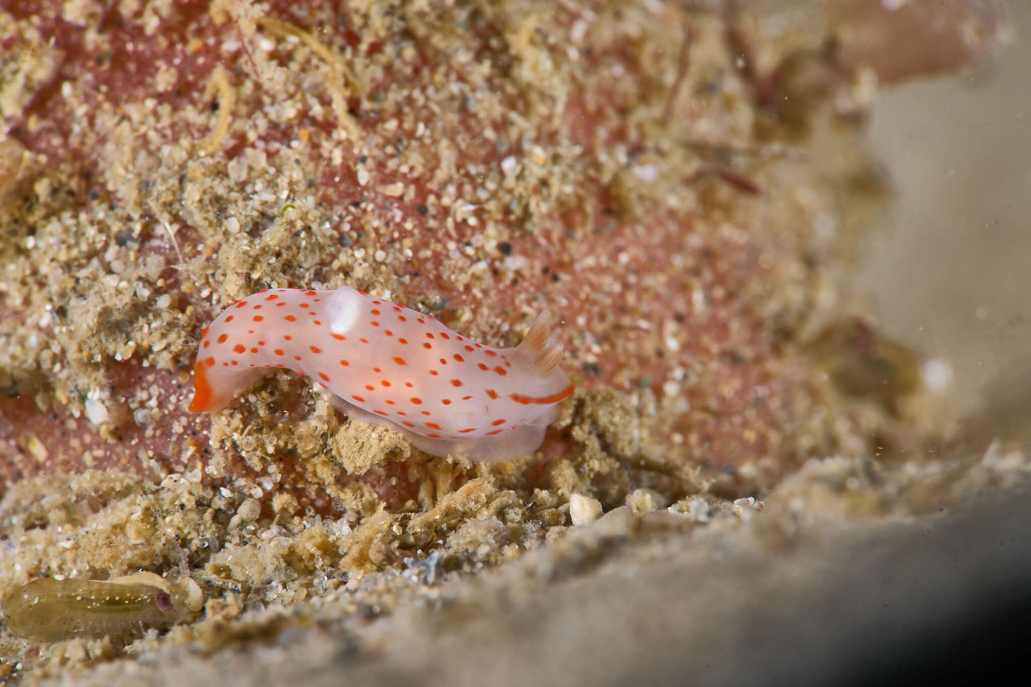 Image of Gymnodoris alba (Bergh 1877)