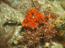 Image of Phyllolithodes J. F. Brandt 1848