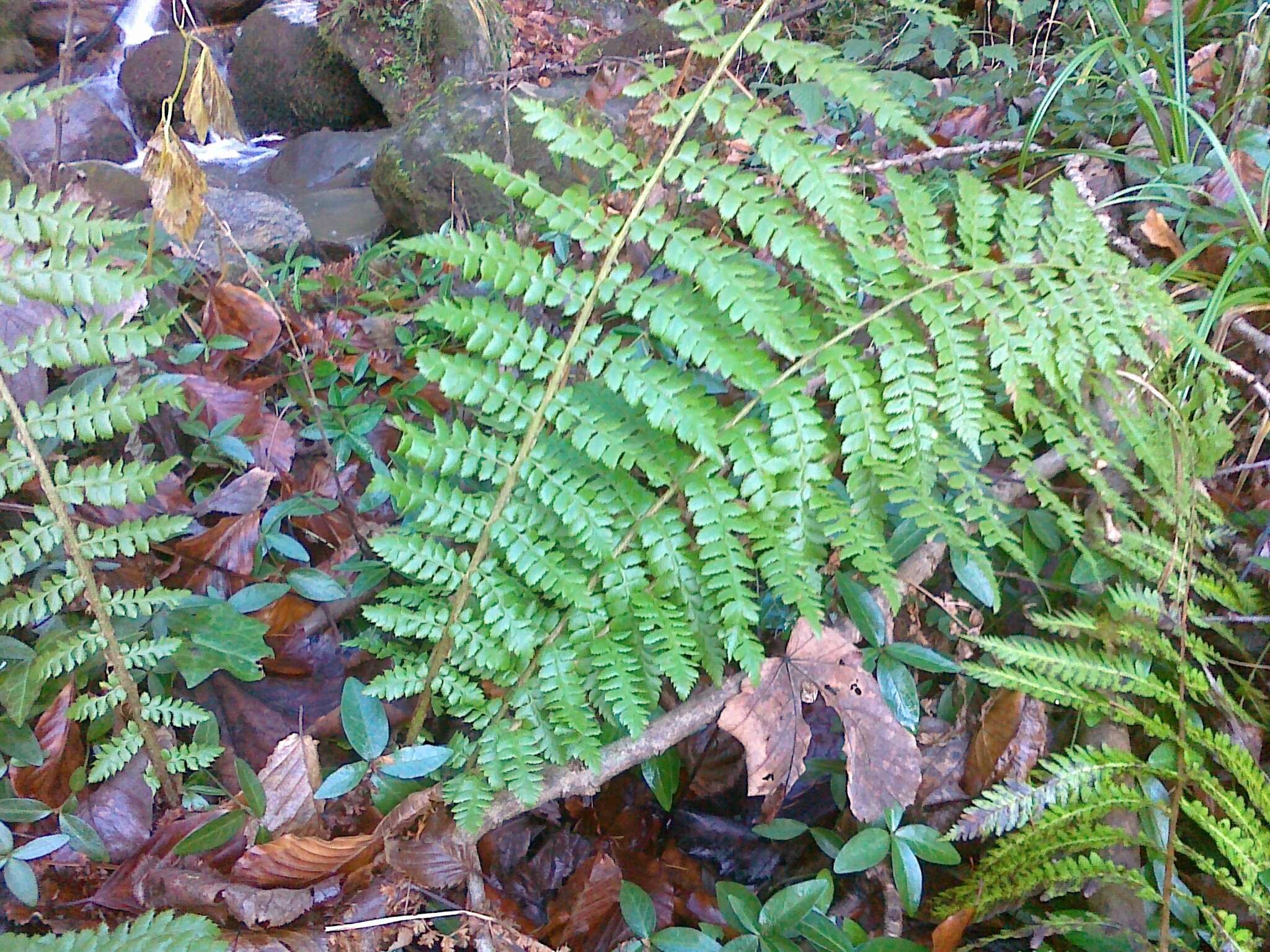 Image of Braun's hollyfern