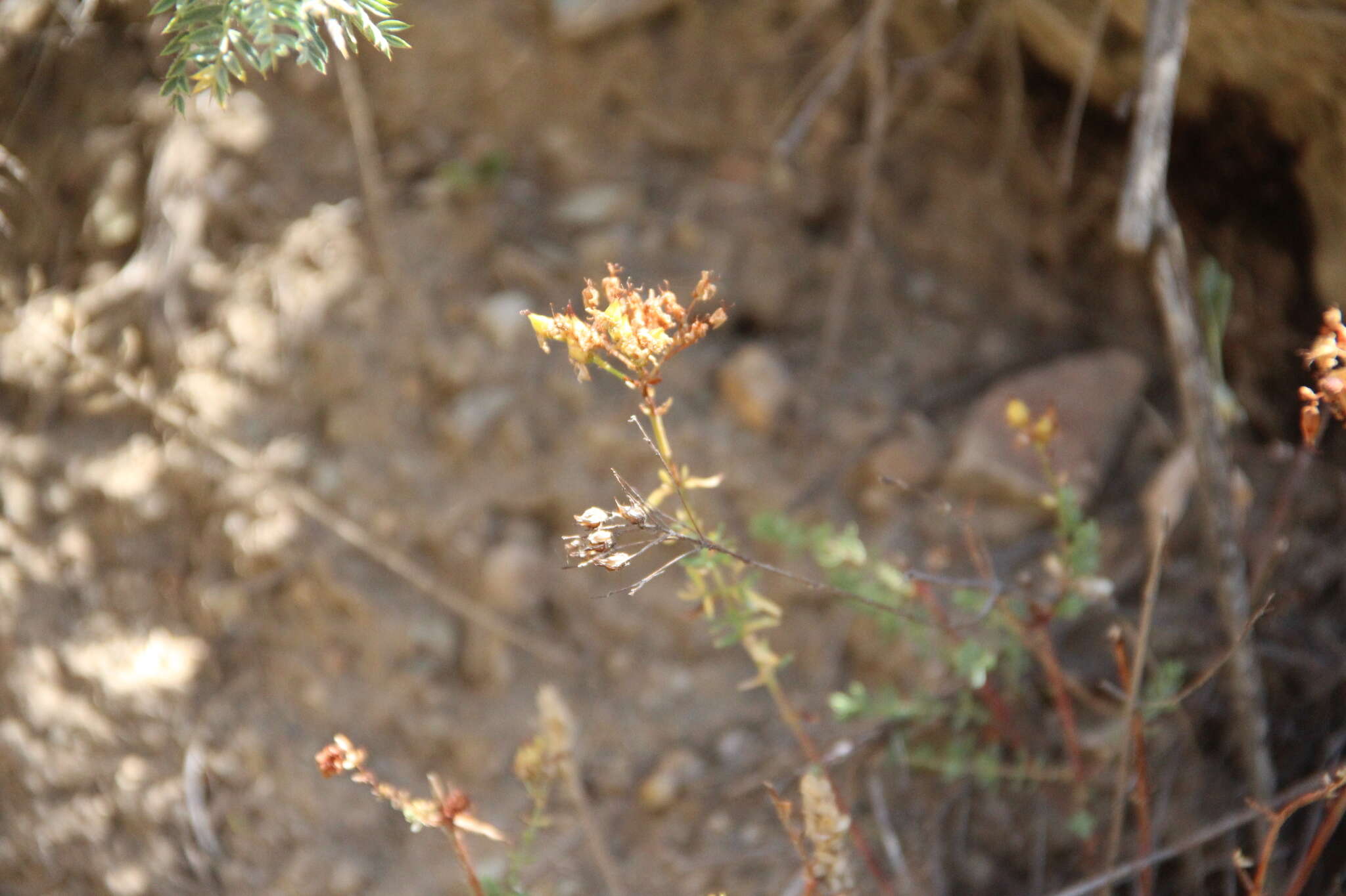 Image of Hypericum scabrum L.