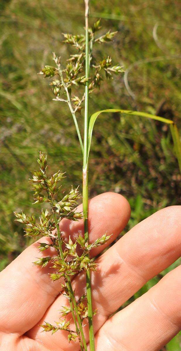 Image of Carex spicatopaniculata Boeckeler ex C. B. Clarke