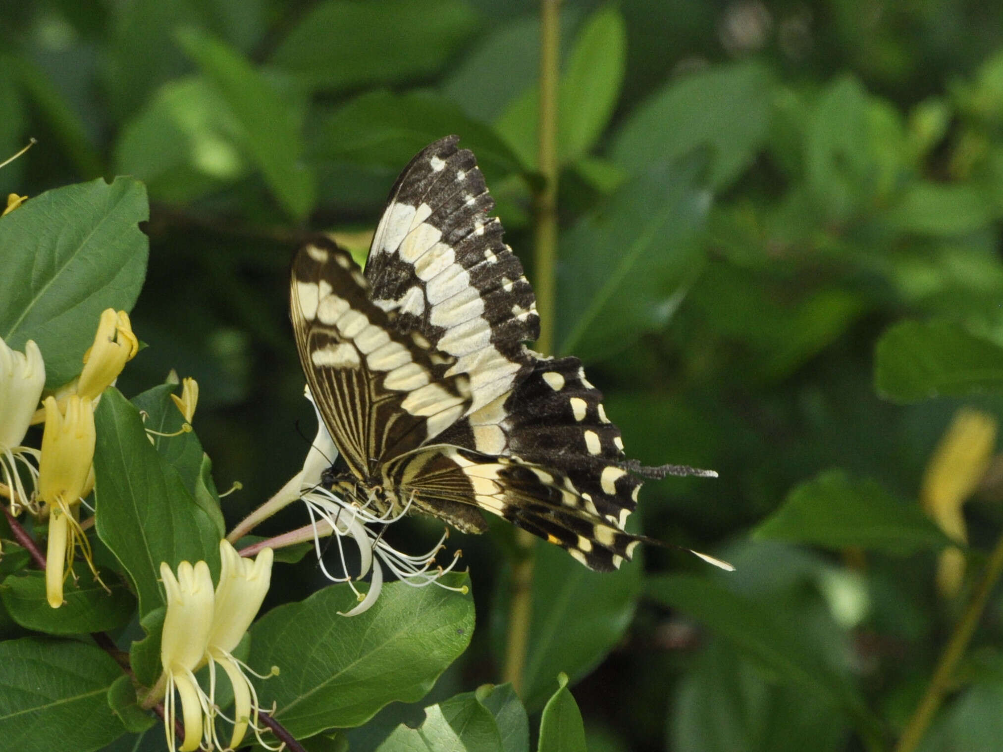 Image of Emperor Swallowtail