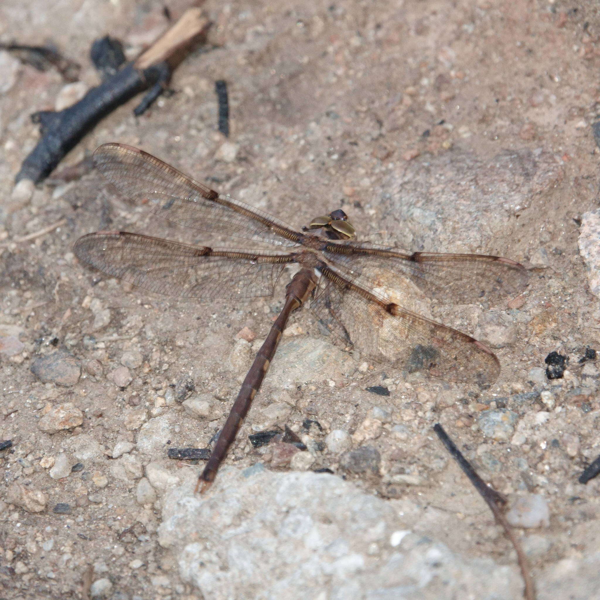 Image of Telephlebia brevicauda Tillyard 1916