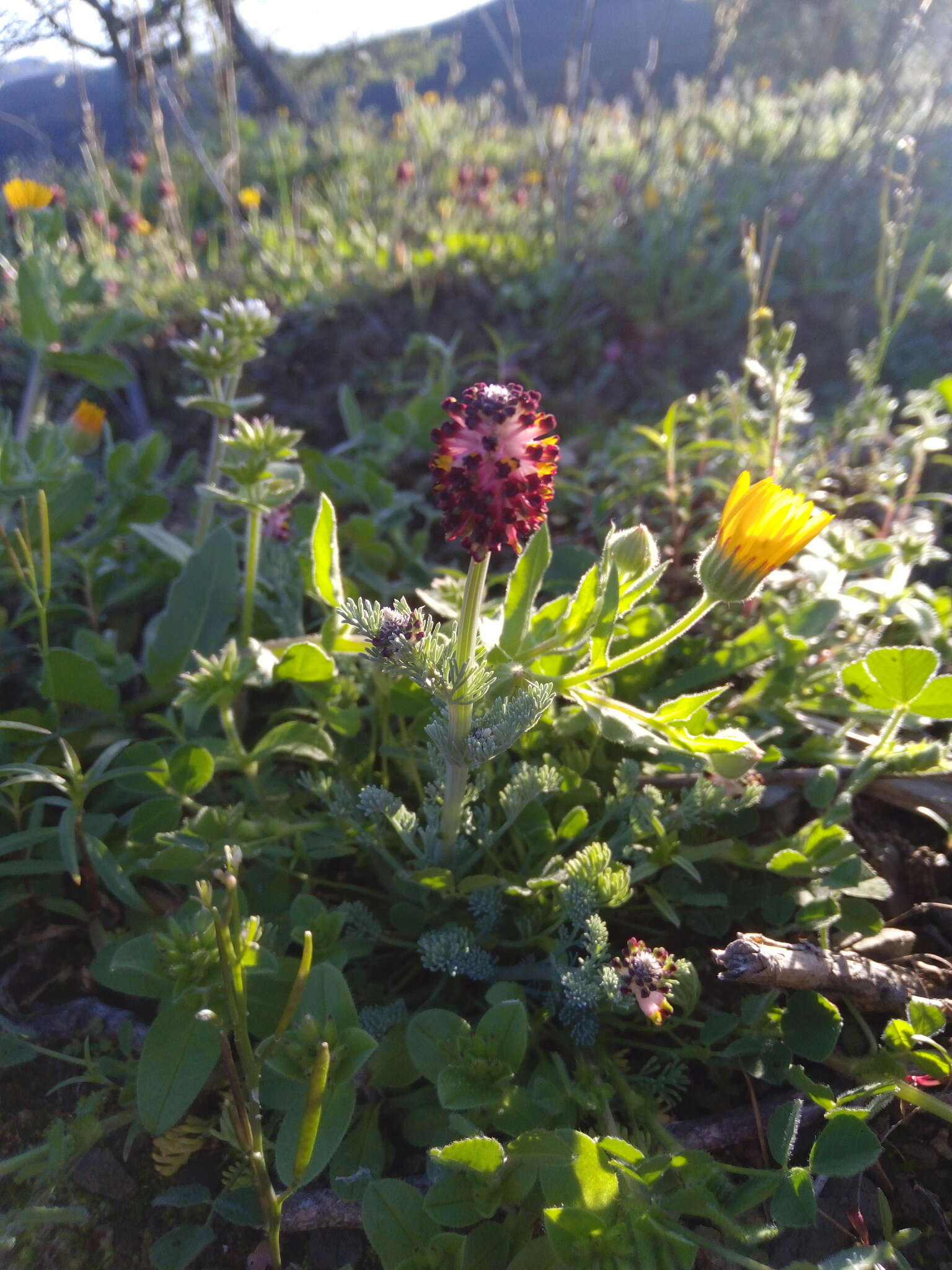 Image of Platycapnos spicata (L.) Bernh.