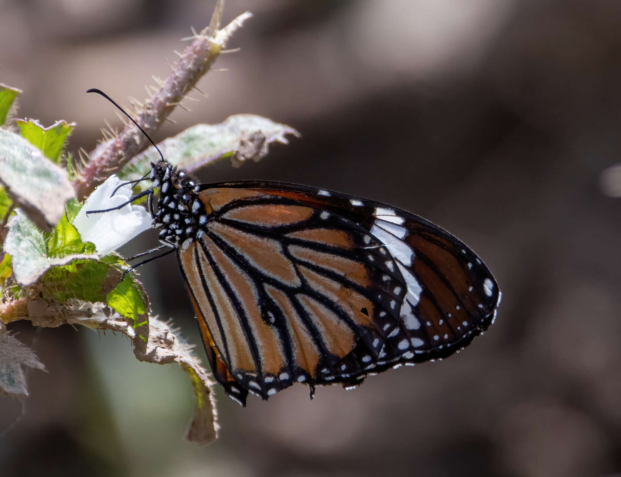 Image of Danaus (Anosia) genutia subsp. wetterensis Fruhstorfer 1899