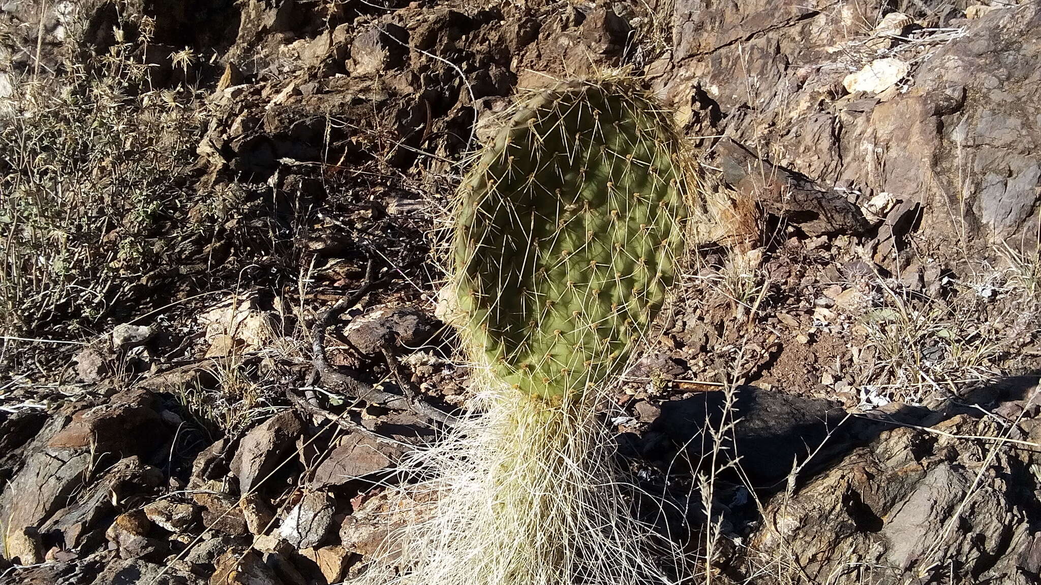 Image of Arborescent Pricklypear