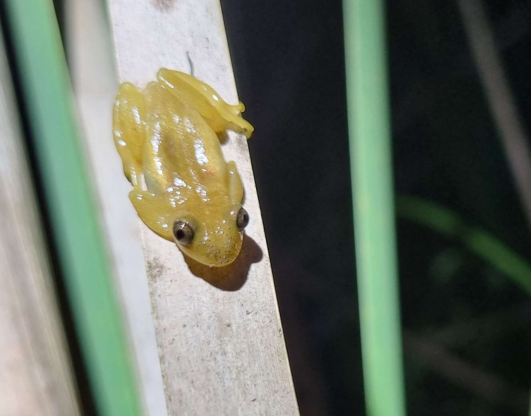 Image of Natal Spiny Reed Frog