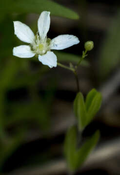 Image of Grove Sandwort