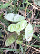 Image of Tropical Puff