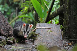 Image of Andean White-eared Opossum