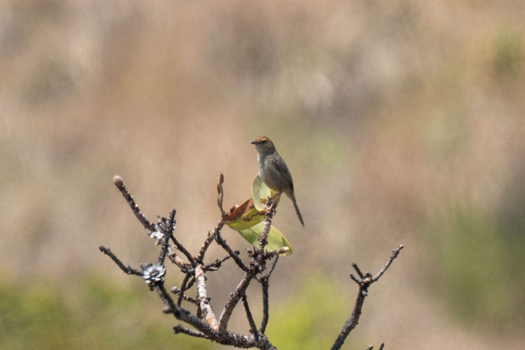 Image of Wailing Cisticola