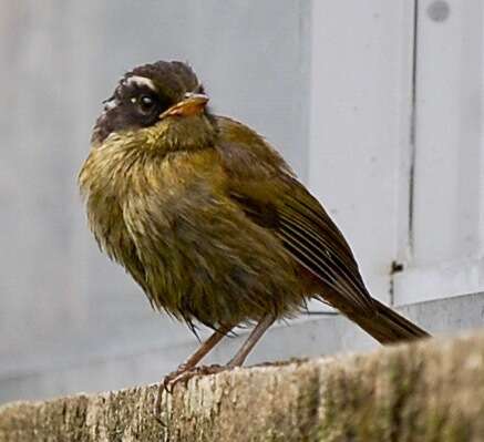 Image of Sooty-capped Bush Tanager