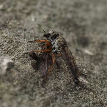 Image of Devon Red-legged Robber Fly