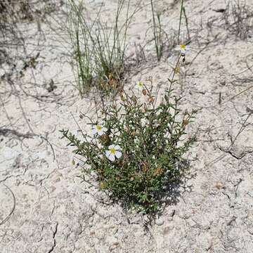 Image of Helianthemum almeriense Pau