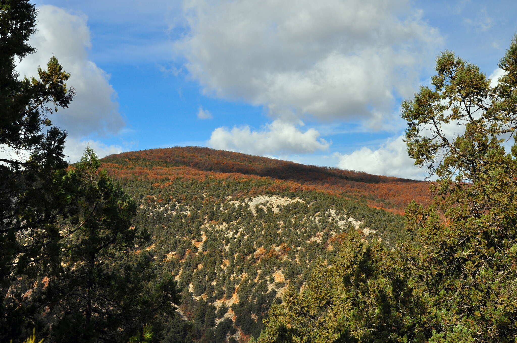 Image of Crimean Juniper