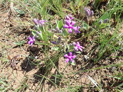 Image of Raphionacme hirsuta (E. Mey.)