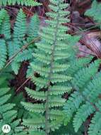 Image of royal lipfern