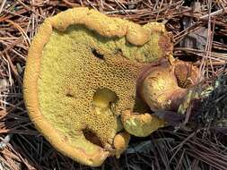 Image of Buchwaldoboletus lignicola (Kallenb.) Pilát 1969