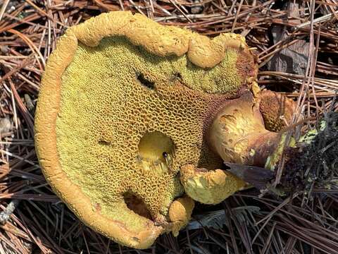 Imagem de Buchwaldoboletus lignicola (Kallenb.) Pilát 1969