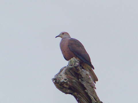 Image of Barking Imperial Pigeon