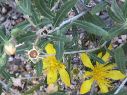 Image of Adonis blazingstar