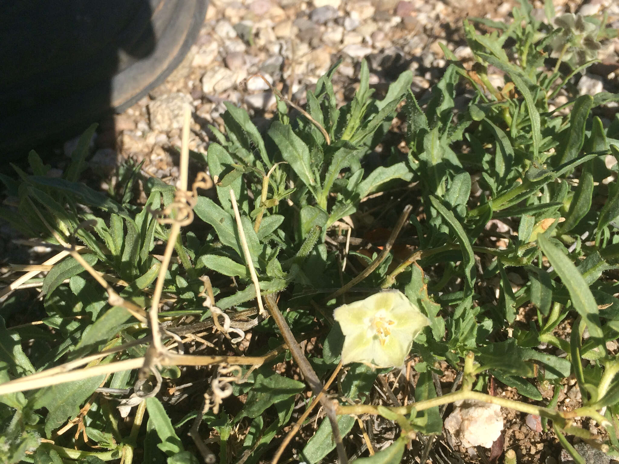 Image de Chamaesaracha coronopus (Dun.) A. Gray