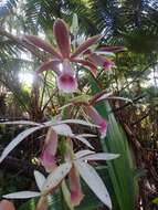 Image de Phaius tankervilleae (Banks) Blume