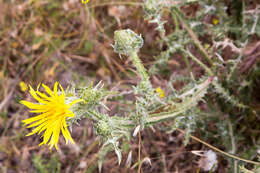 Image of Scolymus grandiflorus Desf.