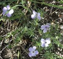 Imagem de Phlox diffusa Benth.