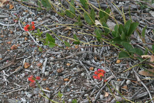 Image of Kennedia coccinea Vent.