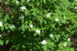 Image of scentless mock orange