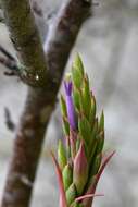 Imagem de Tillandsia belloensis W. Weber