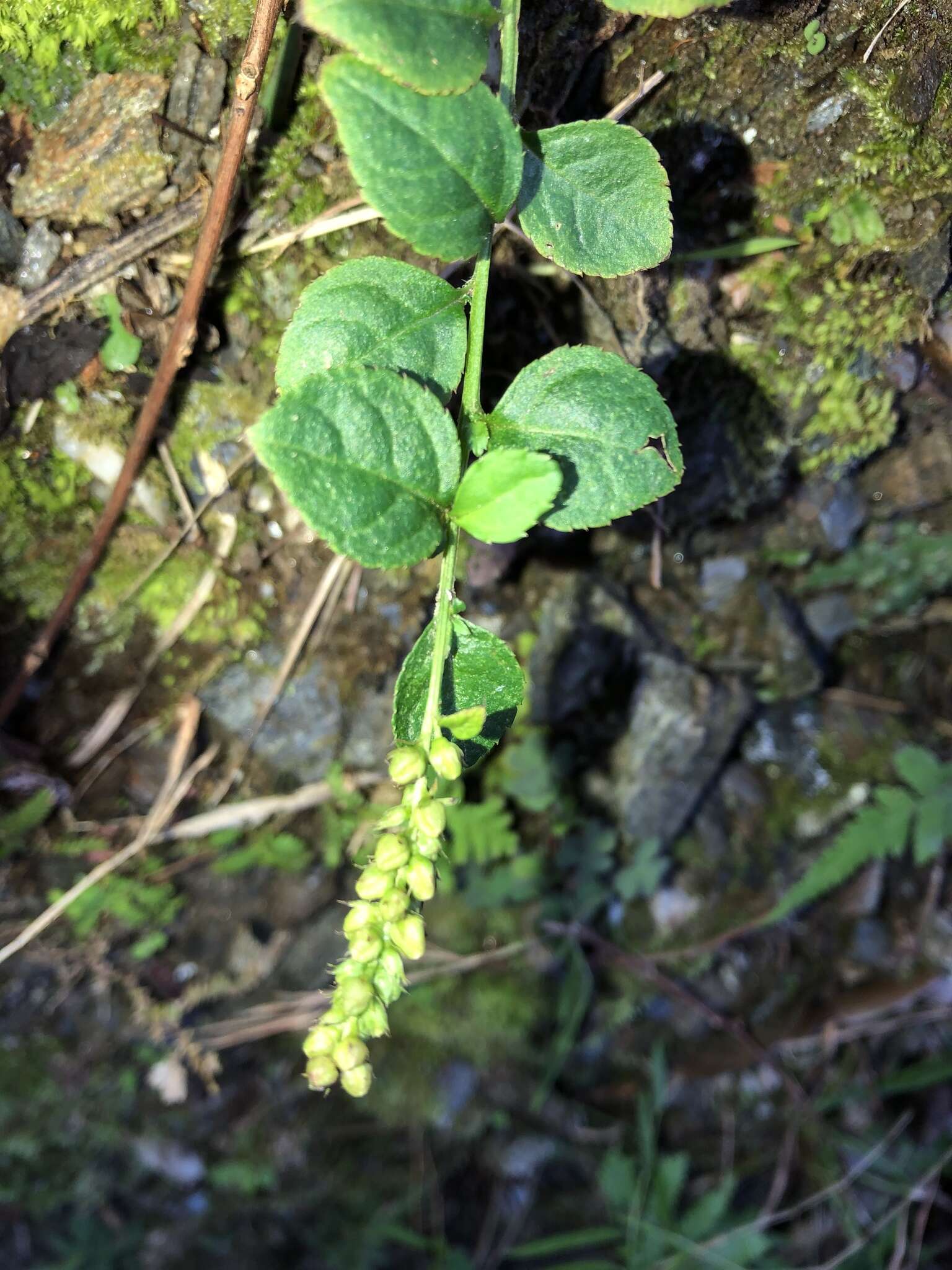 Image of Veronicastrum loshanense Tien T. Chen & F. S. Chou