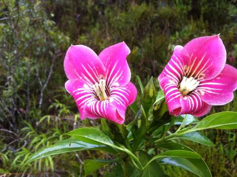 Sivun Symbolanthus condorensis J. E. Molina & Struwe kuva